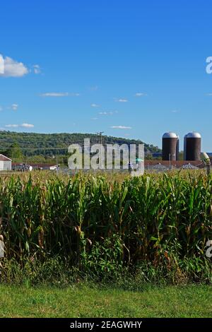LAMBERTVILLE, NJ –3 Okt 2020- Blick auf das Howell Farm Corn Maze, das am längsten laufende Maislabyrinth in New Jersey im Herbst. Stockfoto