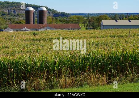 LAMBERTVILLE, NJ –3 Okt 2020- Blick auf das Howell Farm Corn Maze, das am längsten laufende Maislabyrinth in New Jersey im Herbst. Stockfoto