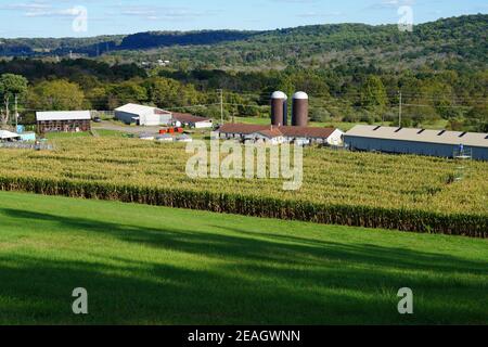 LAMBERTVILLE, NJ –3 Okt 2020- Blick auf das Howell Farm Corn Maze, das am längsten laufende Maislabyrinth in New Jersey im Herbst. Stockfoto