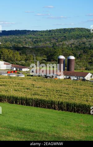 LAMBERTVILLE, NJ –3 Okt 2020- Blick auf das Howell Farm Corn Maze, das am längsten laufende Maislabyrinth in New Jersey im Herbst. Stockfoto