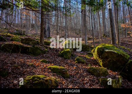 Die Abendsonne scheint auf großen Felsen, die von grünem Moos bedeckt sind Im Carter Caves State Park in Kentucky Stockfoto