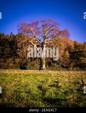 Ein einsamer Baum im Park im Herbst. Stockfoto
