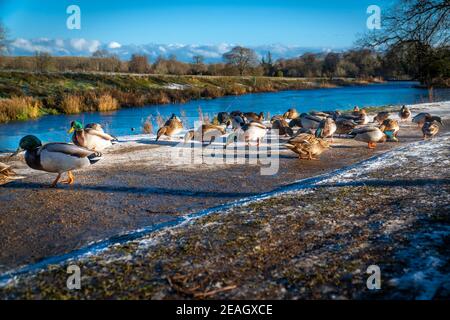 Die Familie der Enten und Enten auf dem Bürgersteig während des sonnigen Tages. Stockfoto