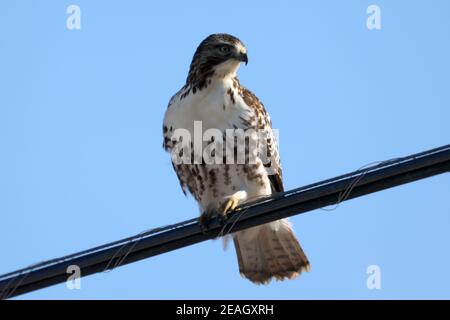 Rotschwanzfalken am Winternachmittag Stockfoto