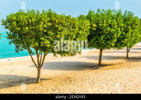 Blick auf einen Strand mit Obstgarten in der Stadt Kuwait. Stockfoto