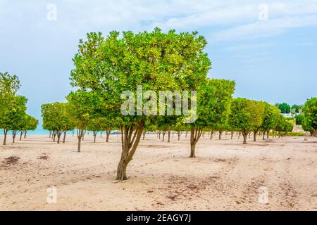 Blick auf einen Strand mit Obstgarten in der Stadt Kuwait. Stockfoto