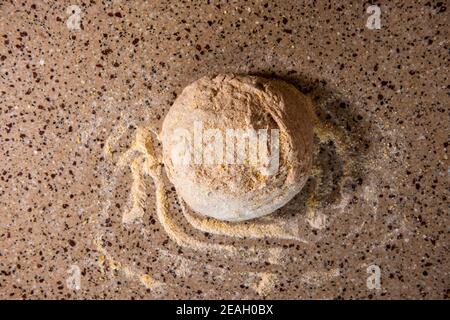 Eine Kugel Brotteig wird vor dem Backen mit Maismehl bestäubt. Serie Schritt-für-Schritt Herstellung hausgemachtes Brot. Bild 8 von 13 Stockfoto