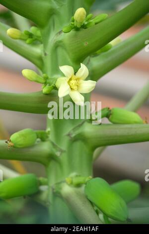 Indonesien Bali - Ubud blühender Papaya Baum mit Früchten Stockfoto