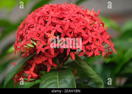 Indonesien Bali - Ubud Rote Ixora blühende Pflanze - West Indischer Jasmin Stockfoto