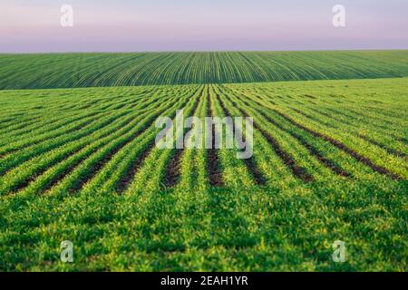 Ein grünes Feld mit Reihen von gepflanzten Weizen landwirtschaftliche Landschaft mit einer Ernte wächst jung endlose Perspektive Frühling Hintergrund, niemand. Stockfoto