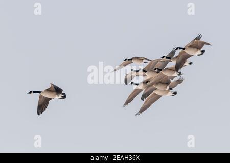 Kanadagänse (Branta canadensis), in Formation fliegende Herde, Nordamerika, von Dominique Braud/Dembinsky Photo Assoc Stockfoto