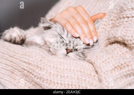 Frau streicheln ihre schöne flauschige nette Katze. Niedliches Kätzchen mit geschlossenen Augen. Liebe Katzen und Menschen. Stockfoto