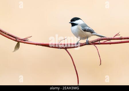 Schwarzdeckelschnecke (Parus atricapillus), thront auf dem roten Osier Dogwood-Glied (Cornus sericea), E N America, von Dominique Braud/Dembinsky Photo Assoc Stockfoto