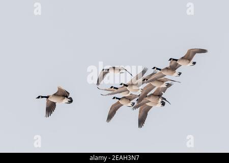 Kanadagänse (Branta canadensis), in Formation fliegende Herde, Nordamerika, von Dominique Braud/Dembinsky Photo Assoc Stockfoto