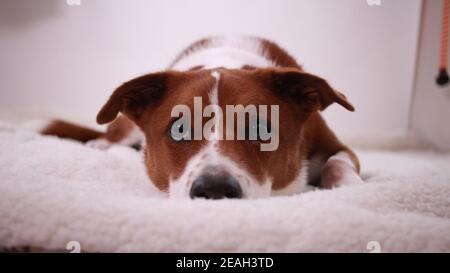 Mittelgroßer Hund - Fox Terrier / Collie Mischlegen Nach unten Stockfoto