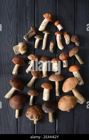 Stillleben im Herbst. Flatlay von rohen wilden Steinpilzen auf schwarz gebranntem Holz Hintergrund Stockfoto