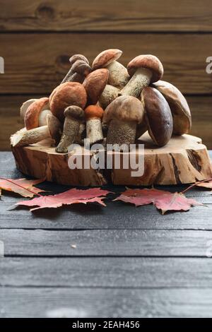 Stillleben im Herbst. Essbare Wildpilze. Haufen Steinpilze auf Holzplatte auf dunklem Hintergrund Copyspace Stockfoto