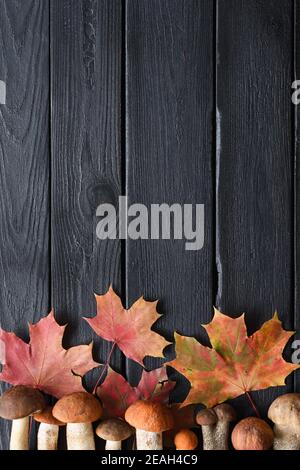 Stillleben im Herbst. Rote Ahornblätter und kleine Steinpilze (Boletus edulis) in Reihe auf schwarzem Hintergrund Copyspace Stockfoto