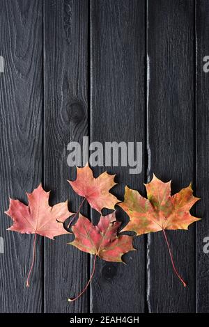 Stillleben im Herbst. Gelbe und rote Ahornblätter auf schwarz verbrannten Brettern Copyspace oben Stockfoto