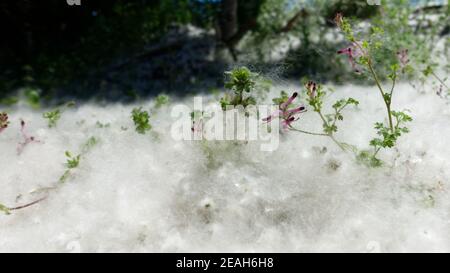 Baumsamen aus Cottonwood, die den Boden wie Schnee bedeckt. Pappelbaum (Espe, Baumwollholz). Die Samen sind mit Haaren bedeckt, um die Windausbreitung in Neuseeland zu unterstützen. Stockfoto