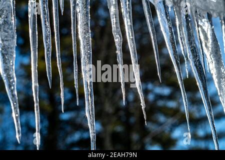 Connecticut, USA, 8. Februar 2021 - Eiskellen, die an einem verschneiten Wintertag gegen die aufgehende Sonne vom Dach eines Hauses hängen. Kredit: Enrique Shore/ Stockfoto