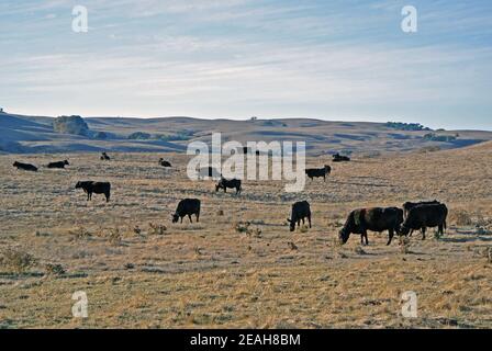 Malerische Landschaft Sonoma County Blick auf Rinderfarm in kalifornien usa Stockfoto