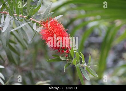 Schöne flauschige rote Cluster von Flaschenbürste Callistemon Blume Stockfoto