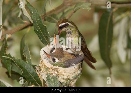 Weißohr-Kolibri Weibchen Fütterung Nestlinge, Basilinna leucotis, 19-Tage und 21-Tage alt in Silverlaf Eiche. Stockfoto