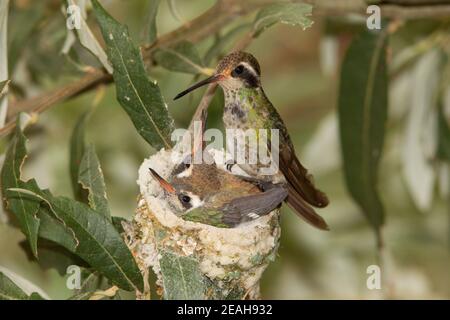 Weißohr Kolibri Weibchen und Nestlinge, Basilinna leucotis, 19 Tage und 21 Tage alt in Silverlaf Eiche. Stockfoto