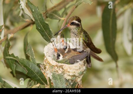 Weißohr Kolibri Weibchen und Nestlinge, Basilinna leucotis, 19 Tage und 21 Tage alt in Silverlaf Eiche. Stockfoto