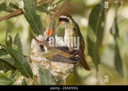Weißohr-Kolibri Weibchen Fütterung Nestlinge, Basilinna leucotis, 21-Tage und 23-Tage alt in Silverlaf Eiche. Stockfoto