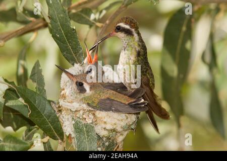 Weißohr-Kolibri Weibchen Fütterung Nestlinge, Basilinna leucotis, 21-Tage und 23-Tage alt in Silverlaf Eiche. Stockfoto
