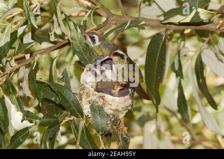Weißohr Kolibri Weibchen und Nestlinge, Basilinna leucotis, 21 Tage und 23 Tage alt in Silverlaf Eiche. Stockfoto