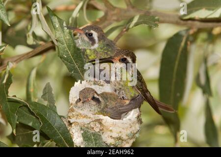 Weißohr Kolibri Weibchen und Nestlinge, Basilinna leucotis, 21 Tage und 23 Tage alt in Silverlaf Eiche. Stockfoto