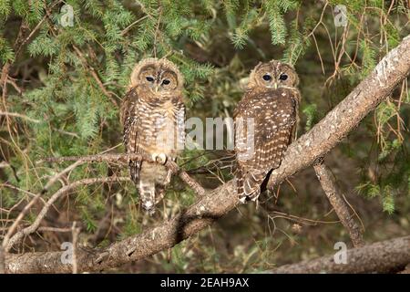 Mexikanischer Fleckkauz flügge, Strix occidentalis, in Kiefern thront. Stockfoto