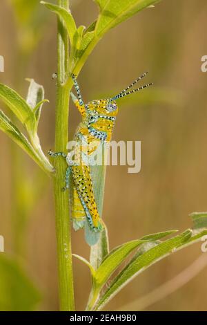 Panther-Schreie, Poecilotettix pantherinus, Acrididae. Stockfoto