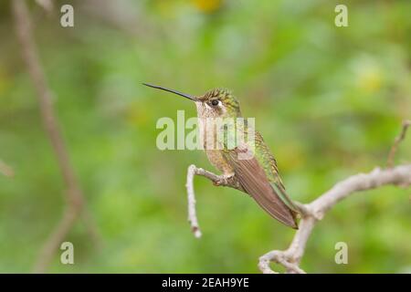 Rivoli's Kolibri Weibchen, Eugenes fulgens, thront auf Zweig. Stockfoto