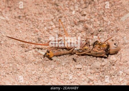 Geradliniger Wiesenotter Katydid Weibchen, Conocephalus strictus, Tettigoniidae. Fütterung von toter Heuschrecke. Stockfoto