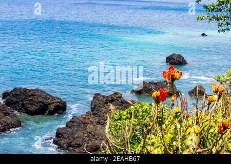 Auffällige Orangenblüten vor den blauen Gewässern des Pazifischen Ozeans vor Jaco Beach in Jaco, Costa Rica. Stockfoto