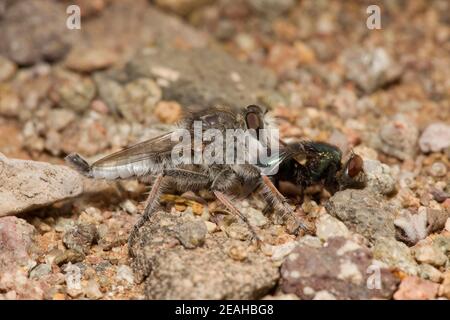 Nicht identifizierter Räuber Fliege Männchen, Efferia triton?, Asilidae. Fliegende Fütterung. Länge 14 mm. Stockfoto