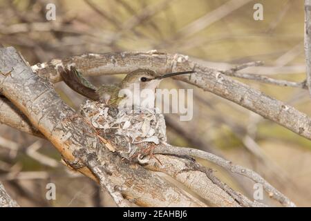 Costas Kolibri-Nest #2 Weibchen auf Nest, Calypte costae. Stockfoto