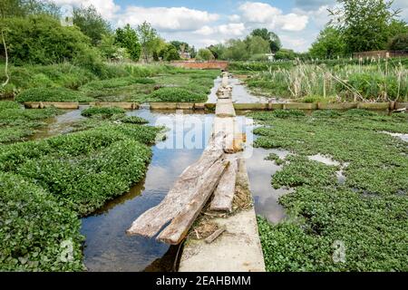 Watercress, Nasturtium officinale, bei Ewelme Watercress Beds, Ewelme, Oxfordshire, England, GB, Großbritannien Stockfoto