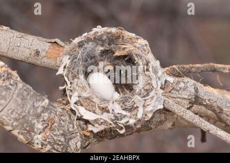 Costa's Kolibri Nest #2 erste Eierluke, Calypte costae. Stockfoto