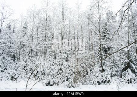 Schöne stimmungsvolle Winterlandschaft. Verschneite Bäume im Wald. Winter Natur Hintergrund. Stockfoto