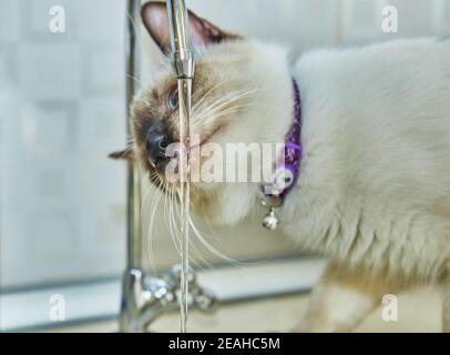 Siamesische Jungtiere trinken Wasser aus dem Wasserhahn. Stockfoto