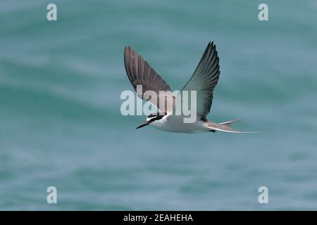 Bricked Tern (Onychoprion anaethetus), Erwachsene im Flug, in der Süd-Chia-See, südlich von Hongkong 11th. Mai 2019 Stockfoto