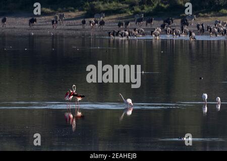 Großer Flamingo (Phoenicopterus roseus), See Ndutu, Ngorongoro Conservation Area, Serengeti, Tansania. Stockfoto