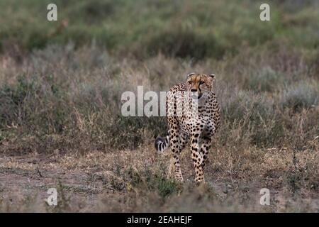 Ein Gepard, Acynonix jubatus, Spaziergang und Blick auf die Savanne, Ndutu, Ngorongoro Conservation Area, Serengeti, Tansania. Stockfoto