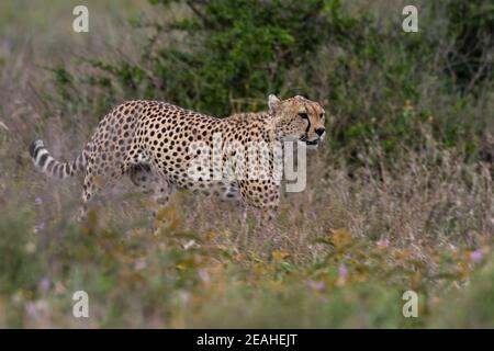 Ein Gepard, Acynonix jubatus, Wandern im Gras, Ndutu, Ngorongoro Conservation Area, Serengeti, Tansania. Stockfoto