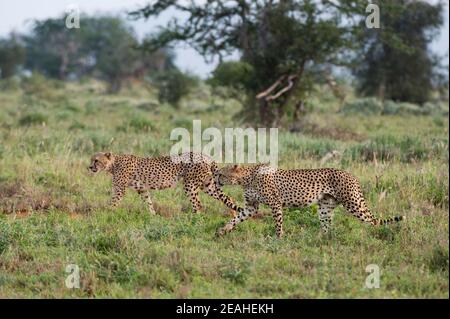 Zwei gefährdete Geparden, Acinonyx jubatus, wandern in der Savanne, Tsavo, Kenia. Stockfoto